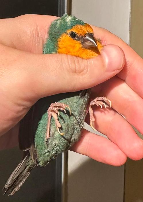 Pape de Noumea/Roodkop, Dieren en Toebehoren, Vogels | Overige Vogels, Mannelijk