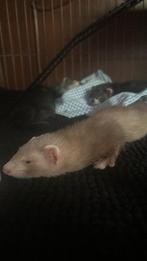 Furet + cage, Dieren en Toebehoren, Knaagdieren en Konijnen | Toebehoren, Ophalen