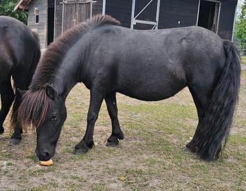 Shetlander merrie  beschikbaar voor biedingen