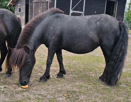 Shetlander merrie, Dieren en Toebehoren, Paarden, Merrie, Niet van toepassing, Minder dan 160 cm, 0 tot 2 jaar, Met stamboom, Gechipt