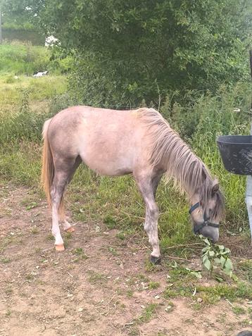 welsh b  1 an a vendre