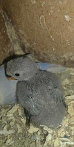 Jonge Agapornis (Lovebirds) in mooie kleuren te koop, Dieren en Toebehoren, Vogels | Parkieten en Papegaaien, Tam