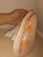 Grand coquillage, Collections, Minéraux & Fossiles, Enlèvement, Coquillage(s)