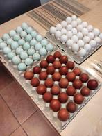 pluimvee, Sexe inconnu