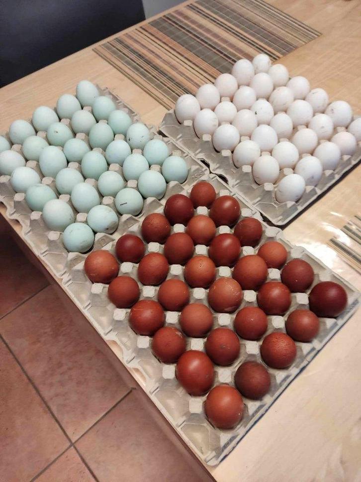 pluimvee, Animaux & Accessoires, Volatiles, Sexe inconnu