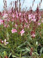 Gaura pink dwarf, Ophalen, Vaste plant, Volle zon