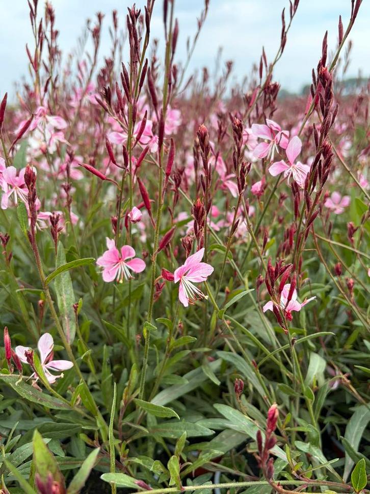 Gaura pink dwarf, Tuin en Terras, Planten | Tuinplanten, Vaste plant, Volle zon, Ophalen
