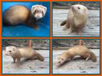Jonge fretten, Dieren en Toebehoren, Fret, Mei, Meerdere dieren, Tam