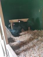 Mooi kwartet zwarte Javakrielen., Meerdere dieren, Kip