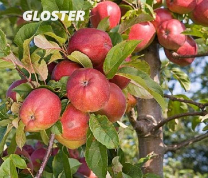 UITVERKOOP !!!! LAAGSTAM APPELBOMEN = 8€/STUK ! 2 VOOR 15€ !, Tuin en Terras, Planten | Fruitbomen, Appelboom, 100 tot 250 cm