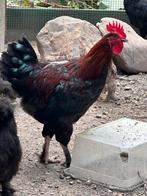 Kweek hanen, Dieren en Toebehoren, Pluimvee, Mannelijk, Kip