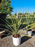 Yucca Rostrata -:Palmlelie, Tuin en Terras, Planten | Tuinplanten, Ophalen