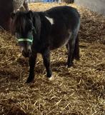 Shetlanders ruin en hengsten van 2024, Dieren en Toebehoren, Ruin, 0 tot 2 jaar, A pony (tot 1.17m), Onbeleerd