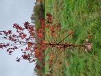 amberboom. liquidambar styraciflua Worplesdon,, Tuin en Terras, Ophalen
