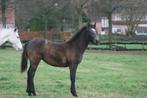 Connemara merrie, Dieren en Toebehoren, Paarden, Merrie, Minder dan 160 cm, Gechipt, Niet van toepassing