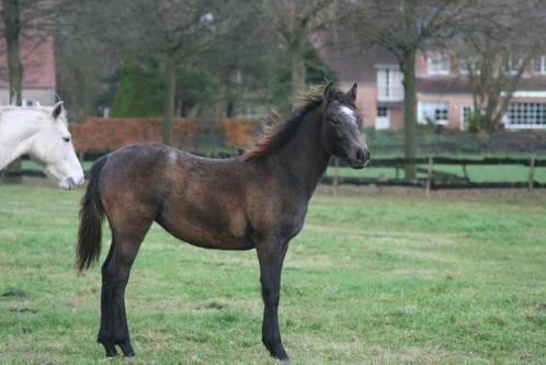 Connemara merrie, Dieren en Toebehoren, Paarden, Merrie, Niet van toepassing, Minder dan 160 cm, 0 tot 2 jaar, Met stamboom, Gechipt