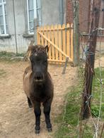 Schetlander hengste veulen, Dieren en Toebehoren, Hengst, Gechipt, 0 tot 2 jaar
