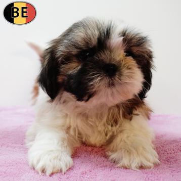 Shih Tzu - Belgische pups te koop beschikbaar voor biedingen