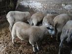 rammen, Dieren en Toebehoren