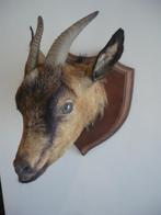 Taxidermie opgezette geitenkop hoofd geit opgevuld, Ophalen, Gebruikt, Boerderijdier, Gewei of Kop