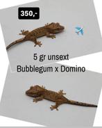 0.0.1 Superdalmatian wimpergekko baby, Dieren en Toebehoren, Reptielen en Amfibieën, Hagedis, Tam, 0 tot 2 jaar