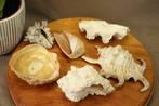 Lot schelpen, Verzamelen, Mineralen en Fossielen, Ophalen of Verzenden, Schelp(en)
