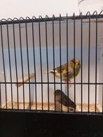 Gladkop gloster poppen, Dieren en Toebehoren, Vogels | Kanaries, Vrouwelijk, Postuurkanarie