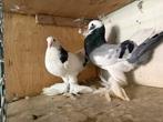Gentse kropper koppel blauw, Dieren en Toebehoren, Vogels | Duiven, Meerdere dieren, Kropper