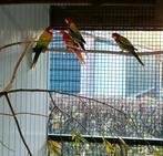Rosella, Dieren en Toebehoren, Vogels | Parkieten en Papegaaien, Meerdere dieren, Parkiet, Geringd