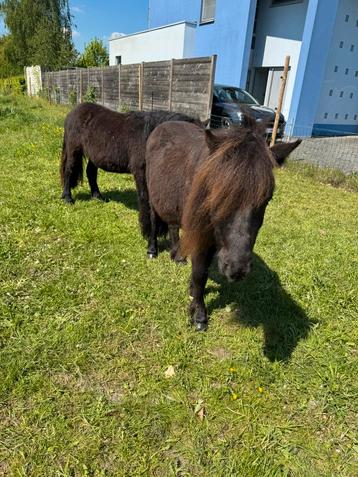 Leuke kinderpony a maat  beschikbaar voor biedingen