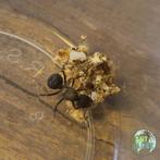 Colonie de fourmis Acromyrmex lundii à vendre, Fourmis