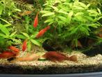 RVS voerstok aquarium, Ophalen, Zo goed als nieuw