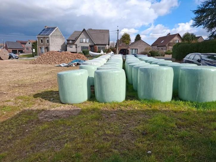 TE KOOP Grote pakken voedermais NINOVE, Dieren en Toebehoren, Schapen, Geiten en Varkens