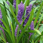 Liriope Big blue, Ophalen of Verzenden, Herfst, Halfschaduw