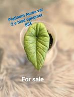 Alocasia Platinum Aurea var, Ophalen of Verzenden