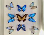 Caleidoscoop van 9 exotische Morpho vlinders onder frame, Verzamelen, Nieuw, Opgezet dier, Ophalen of Verzenden, Insect