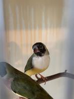 Gouldamadine, Dieren en Toebehoren, Vrouwelijk, Tropenvogel