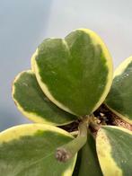 Hoya Kerrii Variegata, Plante succulente, Envoi, Moins de 100 cm