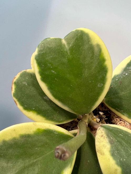 Hoya Kerrii Variegata, Maison & Meubles, Plantes d'intérieur, Plante succulente, Moins de 100 cm, Envoi