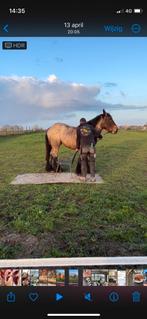 Belgisch trekpaard met stamboek ruin 3 jaar oud, Dieren en Toebehoren, Paarden, 170 tot 175 cm, Recreatiepaard, Gechipt, Ruin