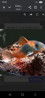 Corydoras venezuela orange 2cm locatie maastricht