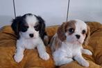 Cavalier king charles, Dieren en Toebehoren, België, CDV (hondenziekte), 8 tot 15 weken, Meerdere