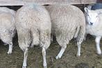 Jonge schapen., Dieren en Toebehoren, Maart, Meerdere dieren