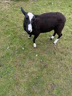 Mooie zwartblesram van 18 maanden oud, Dieren en Toebehoren