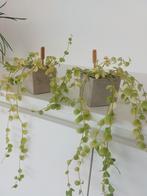 2 plantes succulentes dans un pot de fleurs, Ombre partielle, En pot, Plante verte, Plante succulente