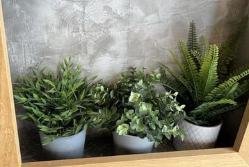 Diverse bloempotten - sierplanten  beschikbaar voor biedingen