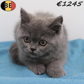 Britse Korthaar kittens (Blauw) beschikbaar voor biedingen