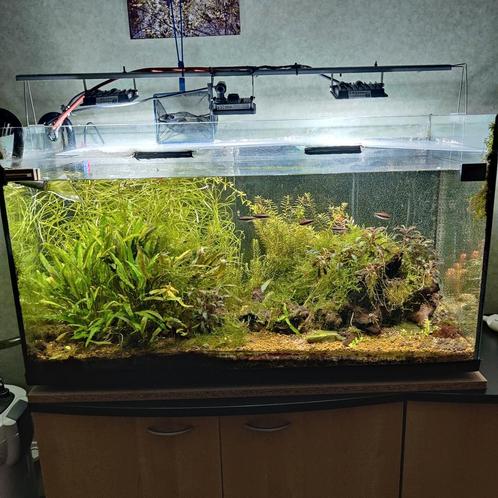 Aquarium 100x50x40 200l Compleet CO2, Animaux & Accessoires, Poissons | Aquariums & Accessoires, Utilisé, Enlèvement ou Envoi