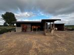 Weide te koop, Dieren en Toebehoren, Paarden, Meerdere dieren, Niet van toepassing