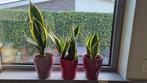 plant Sanseveria / vrouwentong, Huis en Inrichting, Kamerplanten, Groene kamerplant, Ophalen, Vetplant